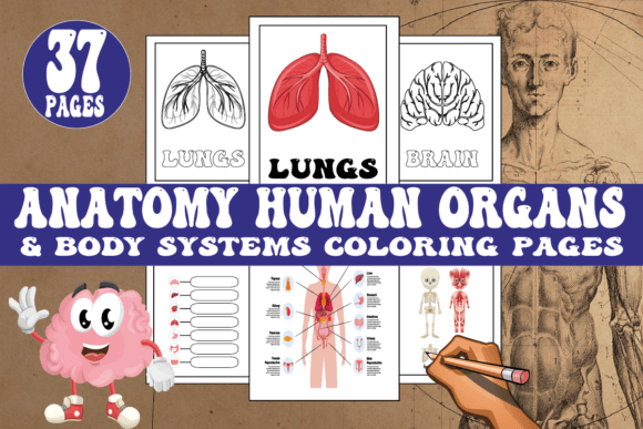 Explore Anatomy Human Organs Body Coloring Pages